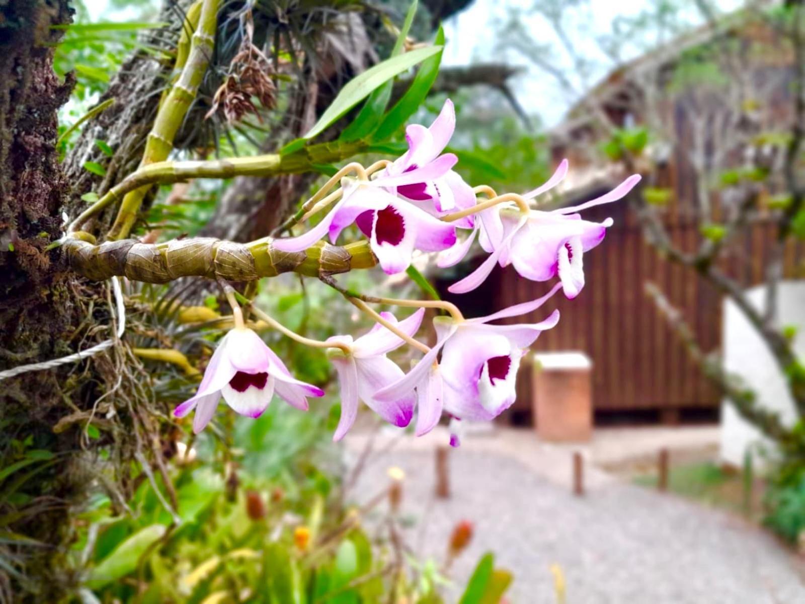 Recanto Das Bromelias Chales Guarda do Embaú Exterior foto